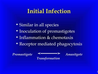 2
Initial Infection
• Similar in all species
• Inoculation of promastigotes
• Inflammation & chemotaxis
• Receptor mediated phagocytosis
Promastigote Amasitgote
Transformation
 