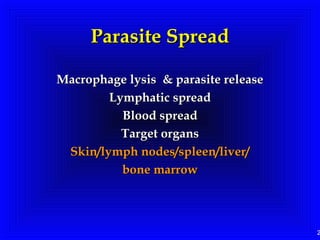 2
Parasite SpreadParasite Spread
Macrophage lysis & parasite releaseMacrophage lysis & parasite release
Lymphatic spreadLymphatic spread
Blood spreadBlood spread
Target organsTarget organs
Skin/lymph nodes/spleen/liver/Skin/lymph nodes/spleen/liver/
bone marrowbone marrow
 