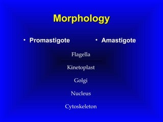 MorphologyMorphology
• Promastigote • Amastigote
Flagella
Kinetoplast
Golgi
Nucleus
Cytoskeleton
 