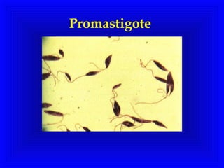 Promastigote
 
