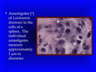 • Amastigotes (*)
of Leishmania
donovani in the
cells of a
spleen.  The
individual
amastigotes
measure
approximately
1 µm in
diameter. 
 