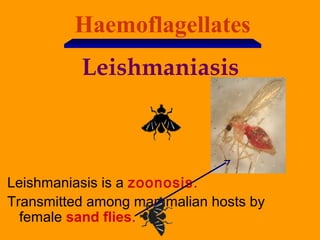 Haemoflagellates
Leishmaniasis
Leishmaniasis is a zoonosis.
Transmitted among mammalian hosts by
female sand flies.
 