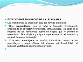 ESTADOS MORFOLOGICOS DE LA LEISHMANIA:
Las leishmanias se presentan bajo dos formas diferentes.
 Una, promastigota, que es móvil y flagelada, comúnmente
encontrada en el vector invertebrado, libre, alargada, se ubica en el
intestino de los flebótomos posee un flagelo que le permite el
movimiento. Se multiplica y migra a la parte anterior del mosquito y
está allí hasta ser inoculada
 Y la otra, amastigota, es inmóvil, intracelular, dentro de los
macrófagos y otras células del sistema reticuloendotelial del
huésped vertebrado, redondeada u ovoide.

 