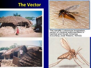 Phlebotomus
The VectorThe Vector
 