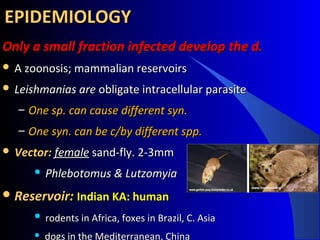 Only a small fraction infected develop the d.Only a small fraction infected develop the d.
 A zoonosis; mammalian reservoirsA zoonosis; mammalian reservoirs
 Leishmanias areLeishmanias are obligate intracellular parasiteobligate intracellular parasite
– One sp. can cause different syn.One sp. can cause different syn.
– One syn. can be c/by different spp.One syn. can be c/by different spp.
 Vector:Vector: femalefemale sand-fly. 2-3mmsand-fly. 2-3mm
 Phlebotomus & LutzomyiaPhlebotomus & Lutzomyia
 ReservoirReservoir:: Indian KA: humanIndian KA: human
 rodents in Africa, foxes in Brazil, C. Asiarodents in Africa, foxes in Brazil, C. Asia
 dogs in the Mediterranean, China
EPIDEMIOLOGYEPIDEMIOLOGY
 
