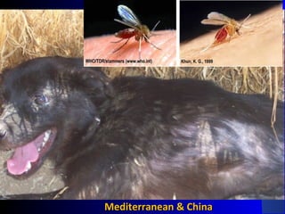 Mediterranean & ChinaMediterranean & China
 