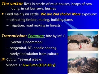 The vectorThe vector lives in cracks of mud-houses, heaps of cowlives in cracks of mud-houses, heaps of cow
dung, in rat burrows, bushesdung, in rat burrows, bushes
 Feed mainly on cattle.Feed mainly on cattle. We are 2nd choice! MoreWe are 2nd choice! More exposure:exposure:
– extracting timber, mining, building damsextracting timber, mining, building dams
– irrigation, road making in forestsirrigation, road making in forests
Transmission:Transmission: CommonCommon:: bitebite by inf. F.by inf. F.
vector. Uncommon:vector. Uncommon:
– congenital, BT, needle sharingcongenital, BT, needle sharing
– rarely: inoculation from culturerarely: inoculation from culture
IP:IP: Cut. L: ~several weeksCut. L: ~several weeks
Visceral L:Visceral L: 6 w-6 mo (10 d-10 y)6 w-6 mo (10 d-10 y)
 