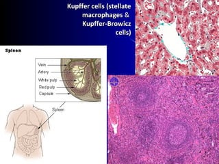Kupffer cells (stellateKupffer cells (stellate
macrophagesmacrophages &&
Kupffer-BrowiczKupffer-Browicz
cells)cells)
 