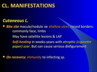 Cutaneous L.Cutaneous L.
 Bite siteBite site macule/nodulemacule/nodule ⇒⇒ shallow ulcer,shallow ulcer, raised borders:raised borders:
commonly face, limbscommonly face, limbs
May have satellite lesions & LAPMay have satellite lesions & LAP
Self-healingSelf-healing in weeks-years within weeks-years with atrophic (cigaretteatrophic (cigarette
paper) scar.paper) scar. But can cause serious disfigurementBut can cause serious disfigurement
 On recovery:On recovery: immunityimmunity to infecting sp.to infecting sp.
CL. MANIFESTATIONSCL. MANIFESTATIONS
 
