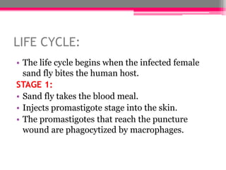 LIFE CYCLE:
• The life cycle begins when the infected female
sand fly bites the human host.
STAGE 1:
• Sand fly takes the blood meal.
• Injects promastigote stage into the skin.
• The promastigotes that reach the puncture
wound are phagocytized by macrophages.
 