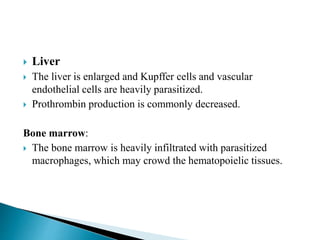  Liver
 The liver is enlarged and Kupffer cells and vascular
endothelial cells are heavily parasitized.
 Prothrombin production is commonly decreased.
Bone marrow:
 The bone marrow is heavily infiltrated with parasitized
macrophages, which may crowd the hematopoielic tissues.
 