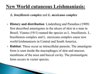 L. braziliensis complex and L. mexicana complex
 History and distribution: Lindenberg and Paranhos (1909)
first described amastigotes in the ulcers of skin in a man in
Brazil. Vianna (1911) named the species as L. braziliensis. L.
braziliensis complex and L. mexicana complex cause new
world leishmaniasis in Central and South America.
 Habitat: These occur as intracellular parasite. The amastigote
form is seen inside the macrophages of skin and mucous
membrane of the nose and buccal cavity. The promastigote
form occurs in vector species.
 
