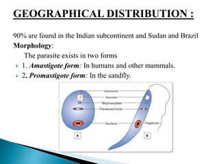 GEOGRAPHICAL DISTRIBUTION :
90% are found in the Indian subcontinent and Sudan and Brazil
Morphology:
The parasite exists in two forms
 1. Amastigote form: In humans and other mammals.
 2. Promastigote form: In the sandfly.
 