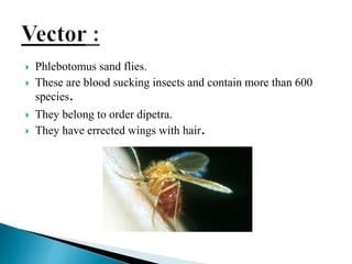  Phlebotomus sand flies.
 These are blood sucking insects and contain more than 600
species.
 They belong to order dipetra.
 They have errected wings with hair.
 