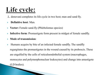 .L. donovani completes its life cycle in two host; man and sand fly.
 Definitive host: Man.
 Vector: Female sand.fly (Phlebolomus species)
 Infective form: Promastigote form present in midgut of female sandfly.
 Mode of transmission:
 Humans acquire by bite of an infected female sandfly. The sandfly
regurgitates the promastigotes in the wound caused by its proboscis. These
are engulfed by the cells of reticuloendothelial system (macrophages,
monocytes and polymorphonuclear leukocytes) and change into amastigote
(LD bodies).
 