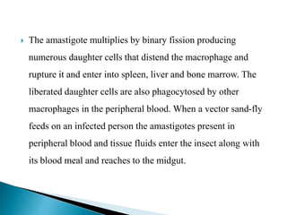  The amastigote multiplies by binary fission producing
numerous daughter cells that distend the macrophage and
rupture it and enter into spleen, liver and bone marrow. The
liberated daughter cells are also phagocytosed by other
macrophages in the peripheral blood. When a vector sand-fly
feeds on an infected person the amastigotes present in
peripheral blood and tissue fluids enter the insect along with
its blood meal and reaches to the midgut.
 