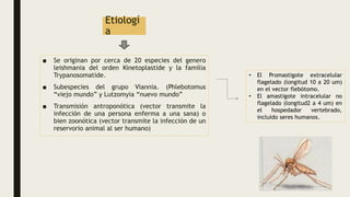 Etiologí
a
■ Se originan por cerca de 20 especies del genero
leishmania del orden Kinetoplastide y la familia
Trypanosomatide.
■ Subespecies del grupo Viannia. (Phlebotomus
“viejo mundo” y Lutzomyia “nuevo mundo”
■ Transmisión antroponótica (vector transmite la
infección de una persona enferma a una sana) o
bien zoonótica (vector transmite la infección de un
reservorio animal al ser humano)
• El Promastigote extracelular
flagelado (longitud 10 a 20 um)
en el vector flebótomo.
• El amastigote intracelular no
flagelado (longitud2 a 4 um) en
el hospedador vertebrado,
incluido seres humanos.
 