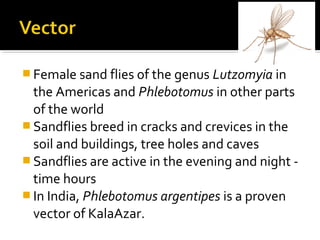  Female sand flies of the genus Lutzomyia in
the Americas and Phlebotomus in other parts
of the world
 Sandflies breed in cracks and crevices in the
soil and buildings, tree holes and caves
 Sandflies are active in the evening and night -
time hours
 In India, Phlebotomus argentipes is a proven
vector of KalaAzar.
 