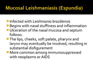  Infected with Leishmania braziliensis
 Begins with nasal stuffiness and inflammation
 Ulceration of the nasal mucosa and septum
follows.
 The lips, cheeks, soft palate, pharynx and
larynx may eventually be involved, resulting in
substantial disfigurement
 More common among immunosuppressed
with neoplasms or AIDS
 