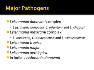  Leishmania donovani complex
 Leishmania donovani, L. infantum and L. chagasi
 Leishmania mexicana complex
 L. mexicana, L. amazonensis and L. venezuelensis
 Leishmania tropica
 Leishmania major
 Leishmania aethiopica
 In India: Leishmania donovani
 