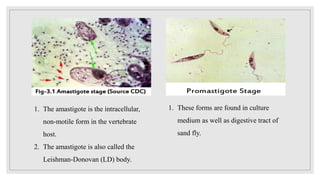1. The amastigote is the intracellular,
non-motile form in the vertebrate
host.
2. The amastigote is also called the
Leishman-Donovan (LD) body.
1. These forms are found in culture
medium as well as digestive tract of
sand fly.
 
