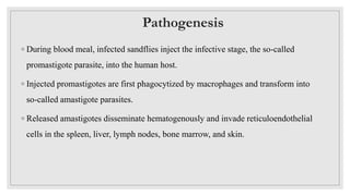 ◦ During blood meal, infected sandflies inject the infective stage, the so-called
promastigote parasite, into the human host.
◦ Injected promastigotes are first phagocytized by macrophages and transform into
so-called amastigote parasites.
◦ Released amastigotes disseminate hematogenously and invade reticuloendothelial
cells in the spleen, liver, lymph nodes, bone marrow, and skin.
Pathogenesis
 