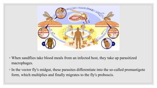◦ When sandflies take blood meals from an infected host, they take up parasitized
macrophages.
◦ In the vector fly's midgut, these parasites differentiate into the so-called promastigote
form, which multiplies and finally migrates to the fly's proboscis.
 