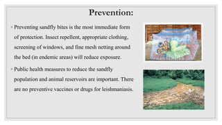 Prevention:
◦ Preventing sandfly bites is the most immediate form
of protection. Insect repellent, appropriate clothing,
screening of windows, and fine mesh netting around
the bed (in endemic areas) will reduce exposure.
◦ Public health measures to reduce the sandfly
population and animal reservoirs are important. There
are no preventive vaccines or drugs for leishmaniasis.
 