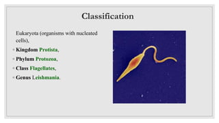 Classification
Eukaryota (organisms with nucleated
cells),
◦ Kingdom Protista,
◦ Phylum Protozoa,
◦ Class Flagellates,
◦ Genus Leishmania.
 