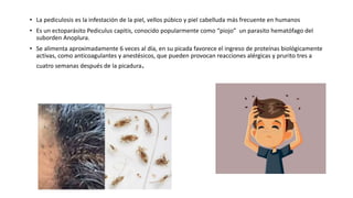 • La pediculosis es la infestación de la piel, vellos púbico y piel cabelluda más frecuente en humanos
• Es un ectoparásito Pediculus capitis, conocido popularmente como “piojo” un parasito hematófago del
suborden Anoplura.
• Se alimenta aproximadamente 6 veces al día, en su picada favorece el ingreso de proteínas biológicamente
activas, como anticoagulantes y anestésicos, que pueden provocan reacciones alérgicas y prurito tres a
cuatro semanas después de la picadura.
 