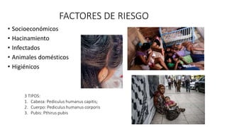 FACTORES DE RIESGO
• Socioeconómicos
• Hacinamiento
• Infectados
• Animales domésticos
• Higiénicos
3 TIPOS:
1. Cabeza: Pediculus humanus capitis;
2. Cuerpo: Pediculus humanus corporis
3. Pubis: Pthirus pubis
 