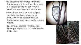 • La presencia de liendres adheridas
firmemente a ¼ de pulgada de la base
del cabello puede indicar, mas no
confirmar, que haya una infestación.
• Si se ubican a más de ¼ de pulgada
sugieren que la persona estuvo
infestada, no es necesario iniciar
tratamiento, pues estas liendres no son
viables.
• Las liendres blancas y mates están
llenas por el parasito, las vacías son las
traslucidas
 