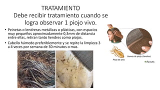 TRATAMIENTO
Debe recibir tratamiento cuando se
logra observar 1 piojo vivo.
• Peinetas o lendreras metálicas o plásticas, con espacios
muy pequeños aproximadamente 0,3mm de distancia
entre ellas, retiran tanto liendres como piojos.
• Cabello húmedo preferiblemente y se repite la limpieza 3
a 4 veces por semana de 30 minutos o mas.
 