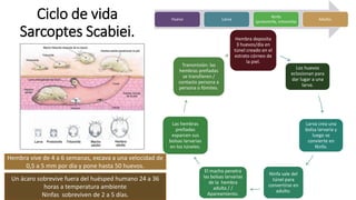 Ciclo de vida
Sarcoptes Scabiei. Hembra deposita
3 huevos/día en
túnel creado en el
estrato córneo de
la piel.
Los huevos
eclosionan para
dar lugar a una
larva.
Larva crea una
bolsa larvaria y
luego se
convierte en
Ninfa.
Ninfa sale del
túnel para
convertirse en
adulto.
El macho penetra
las bolsas larvarias
de la hembra
adulta / /
Apareamiento.
Las hembras
preñadas
esparcen sus
bolsas larvarias
en los túneles.
Transmisión: las
hembras preñadas
se transfieren /
contacto persona a
persona o fómites.
Huevo Larva
Ninfa
(protoninfa, tritoninfa)
Adulto.
Hembra vive de 4 a 6 semanas, excava a una velocidad de
0,5 a 5 mm por día y pone hasta 50 huevos.
Un ácaro sobrevive fuera del huésped humano 24 a 36
horas a temperatura ambiente
Ninfas sobreviven de 2 a 5 días.
 