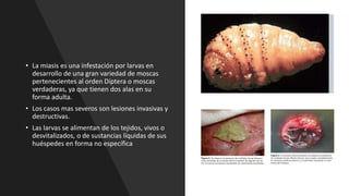 • La miasis es una infestación por larvas en
desarrollo de una gran variedad de moscas
pertenecientes al orden Díptera o moscas
verdaderas, ya que tienen dos alas en su
forma adulta.
• Los casos mas severos son lesiones invasivas y
destructivas.
• Las larvas se alimentan de los tejidos, vivos o
desvitalizados, o de sustancias líquidas de sus
huéspedes en forma no específica
 