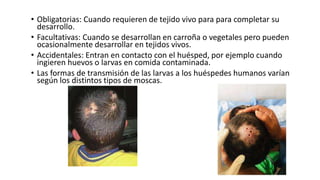 • Obligatorias: Cuando requieren de tejido vivo para para completar su
desarrollo.
• Facultativas: Cuando se desarrollan en carroña o vegetales pero pueden
ocasionalmente desarrollar en tejidos vivos.
• Accidentales: Entran en contacto con el huésped, por ejemplo cuando
ingieren huevos o larvas en comida contaminada.
• Las formas de transmisión de las larvas a los huéspedes humanos varían
según los distintos tipos de moscas.
 
