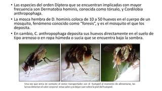 • Las especies del orden Díptera que se encuentran implicadas con mayor
frecuencia son Dermatobia hominis, conocida como tórsalo, y Cordilobia
anthropophaga.
• La mosca hembra de D. hominis coloca de 10 a 50 huevos en el cuerpo de un
mosquito, fenómeno conocido como “foresis”, y es el mosquito el que los
deposita.
• En cambio, C. anthropophaga deposita sus huevos directamente en el suelo de
tipo arenoso o en ropa húmeda o sucia que se encuentra bajo la sombra.
 
