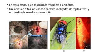 • En estos casos, es la mosca más frecuente en América.
• Las larvas de estas moscas son parásitos obligados de tejidos vivos y
no pueden desarrollarse en carroña.
 