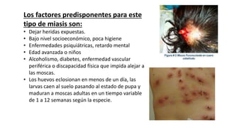 Los factores predisponentes para este
tipo de miasis son:
• Dejar heridas expuestas.
• Bajo nivel socioeconómico, poca higiene
• Enfermedades psiquiátricas, retardo mental
• Edad avanzada o niños
• Alcoholismo, diabetes, enfermedad vascular
periférica o discapacidad física que impida alejar a
las moscas.
• Los huevos eclosionan en menos de un día, las
larvas caen al suelo pasando al estado de pupa y
maduran a moscas adultas en un tiempo variable
de 1 a 12 semanas según la especie.
 