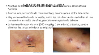 • Muchas de las fuentes se conocen como moscardones. Dermatobia
hominis.
• Prurito, una sensación de movimiento y, en ocasiones, dolor lacerante.
• Hay varios métodos de oclusión; entre los más frecuentes se hallan el uso
de vaselina, esmalte de uñas, panceta o una pasta de tabaco.
• La ivermectina por vía oral (200 mcg/kg, 1 sola dosis) o tópica, puede
eliminar las larvas o inducir su migración.
MIASIS FURUNCULOSA
 