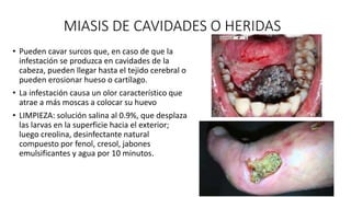 MIASIS DE CAVIDADES O HERIDAS
• Pueden cavar surcos que, en caso de que la
infestación se produzca en cavidades de la
cabeza, pueden llegar hasta el tejido cerebral o
pueden erosionar hueso o cartílago.
• La infestación causa un olor característico que
atrae a más moscas a colocar su huevo
• LIMPIEZA: solución salina al 0.9%, que desplaza
las larvas en la superficie hacia el exterior;
luego creolina, desinfectante natural
compuesto por fenol, cresol, jabones
emulsificantes y agua por 10 minutos.
 