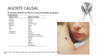 AGENTE CAUSAL
El parásito pertenece la familia Trypanosomatidae del género
Leishmania.
(Castro Grüber S, Zerpa Rangel O, Rondón Lugo A. Leishmaniasis en la infancia. Med Cutan Iber Lat Am 2003; 31(6): 351-
361)
 