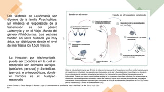 Los vectores de Leishmania son
dípteros de la familia Psychodidae.
En América el responsable de la
transmisión es del género
Lutzomyia y en el Viejo Mundo del
género Phlebotomus. Los vectores
habitan en selva húmeda y/o muy
árida, se distribuyen desde el nivel
del mar hasta los 1.500 metros.
La infección por leishmaniasis
puede ser zoonótica en la cual el
reservorio son animales salvajes
(roedores, perezas) y domésticos
(perros); o antroponóticas, donde
el hombre es el huésped
reservorio
(Castro Grüber S, Zerpa Rangel O, Rondón Lugo A. Leishmaniasis en la infancia. Med Cutan Iber Lat Am 2003; 31(6): 351-
361)
 