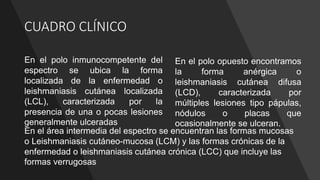 En el polo inmunocompetente del
espectro se ubica la forma
localizada de la enfermedad o
leishmaniasis cutánea localizada
(LCL), caracterizada por la
presencia de una o pocas lesiones
generalmente ulceradas
En el polo opuesto encontramos
la forma anérgica o
leishmaniasis cutánea difusa
(LCD), caracterizada por
múltiples lesiones tipo pápulas,
nódulos o placas que
ocasionalmente se ulceran.
En el área intermedia del espectro se encuentran las formas mucosas
o Leishmaniasis cutáneo-mucosa (LCM) y las formas crónicas de la
enfermedad o leishmaniasis cutánea crónica (LCC) que incluye las
formas verrugosas
CUADRO CLÍNICO
 