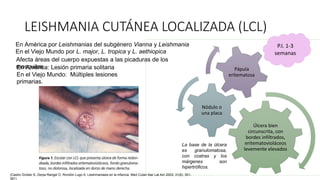 LEISHMANIA CUTÁNEA LOCALIZADA (LCL)
En América por Leishmanias del subgénero Vianna y Leishmania
En el Viejo Mundo por L. major, L. tropica y L. aethiopica
Afecta áreas del cuerpo expuestas a las picaduras de los
mosquitos
En América: Lesión primaria solitaria
En el Viejo Mundo: Múltiples lesiones
primarias.
Úlcera bien
circunscrita, con
bordes infiltrados,
eritematovioláceos
levemente elevados
Nódulo o
una placa
Pápula
eritematosa
P.I. 1-3
semanas
La base de la úlcera
es granulomatosa,
con costras y los
márgenes son
hipertróficos.
(Castro Grüber S, Zerpa Rangel O, Rondón Lugo A. Leishmaniasis en la infancia. Med Cutan Iber Lat Am 2003; 31(6): 351-
361)
 