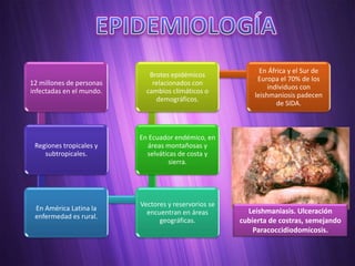 En África y el Sur de
                             Brotes epidémicos
                                                           Europa el 70% de los
12 millones de personas       relacionados con
                                                               individuos con
infectadas en el mundo.     cambios climáticos o
                                                          leishmaniosis padecen
                               demográficos.
                                                                  de SIDA.



                          En Ecuador endémico, en
 Regiones tropicales y      áreas montañosas y
    subtropicales.          selváticas de costa y
                                    sierra.




                          Vectores y reservorios se
 En América Latina la                                   Leishmaniasis. Ulceración
                            encuentran en áreas
 enfermedad es rural.
                                geográficas.          cubierta de costras, semejando
                                                          Paracoccidiodomicosis.
 