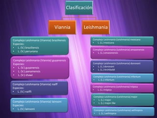 Clasificación


                                 Viannia             Leishmania

Complejo Leishmania (Viannia) braziliensis                   Complejo Leishmania (Leishmania) mexicana
                                                             •  L. (L.) mexicana
Especies:
• L. (V.) braziliensis
                                                             Complejo Leishmania (Leishmania) amazonensis
• L. (V.) peruviana                                          •  L. (L.) amazonensis

Complejo Leishmania (Viannia) guyanensis
Especies:                                                    Complejo Leishmania (Leishmania) donovani
• L. (V.) guyanensis                                         •  L. (L.) donovani
                                                             •  L. (L.) Archibaldi
• L. (V.) panamensis
• L. (V.) shawi                                              Complejo Leishmania (Leishmania) infantum
                                                             •  L. (L.) infantum
Complejo Leishmania (Viannia) naiff
                                                             Complejo Leishmania (Leishmania) trópica
Especies:
                                                             •  L. (L.) trópica
• L. (V.) naiffi
                                                             Complejo Leishmania (Leishmania) major
                                                             •  L. (L.) major
Complejo Leishmania (Viannia) lainsoni                       •  L. (L.) major-like
Especies:
• L. (V.) lainsoni                                           Complejo Leishmania (Leishmania) aethiopica
                                                             •  L. (L.) aethiopica
 
