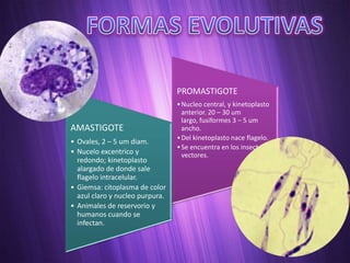 PROMASTIGOTE
                                 • Nucleo central, y kinetoplasto
                                   anterior. 20 – 30 um
                                   largo, fusiformes 3 – 5 um
AMASTIGOTE                         ancho.
                                 • Del kinetoplasto nace flagelo.
• Ovales, 2 – 5 um diam.
                                 • Se encuentra en los insectos
• Nucelo excentrico y              vectores.
  redondo; kinetoplasto
  alargado de donde sale
  flagelo intracelular.
• Giemsa: citoplasma de color
  azul claro y nucleo purpura.
• Animales de reservorio y
  humanos cuando se
  infectan.
 