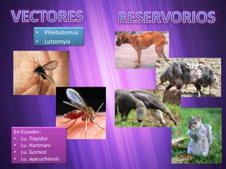 • Phlebotomus
        • Lutzomyia




En Ecuador:
• Lu. Trapidoi
• Lu. Hartmani
• Lu. Gomezi
• Lu. ayacuchensis
 