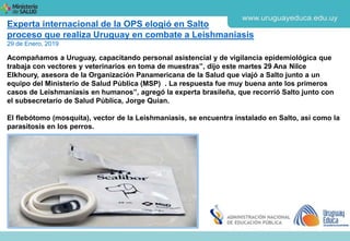 Experta internacional de la OPS elogió en Salto
proceso que realiza Uruguay en combate a Leishmaniasis
29 de Enero, 2019
Acompañamos a Uruguay, capacitando personal asistencial y de vigilancia epidemiológica que
trabaja con vectores y veterinarios en toma de muestras”, dijo este martes 29 Ana Nilce
Elkhoury, asesora de la Organización Panamericana de la Salud que viajó a Salto junto a un
equipo del Ministerio de Salud Pública (MSP) . La respuesta fue muy buena ante los primeros
casos de Leishmaniasis en humanos”, agregó la experta brasileña, que recorrió Salto junto con
el subsecretario de Salud Pública, Jorge Quian.
El flebótomo (mosquita), vector de la Leishmaniasis, se encuentra instalado en Salto, así como la
parasitosis en los perros.
 